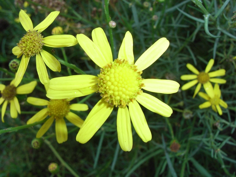 Senecio inaequidens / Senecione sudafricano